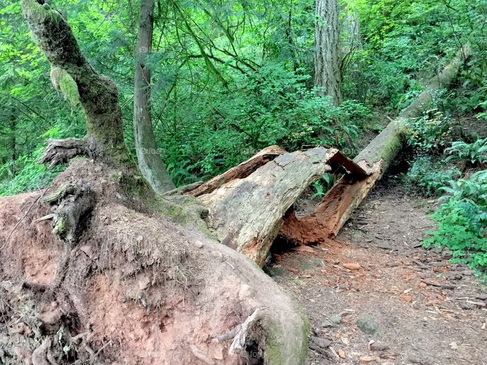 Tree log in forest