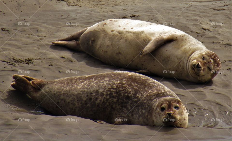 Seals in Berck France