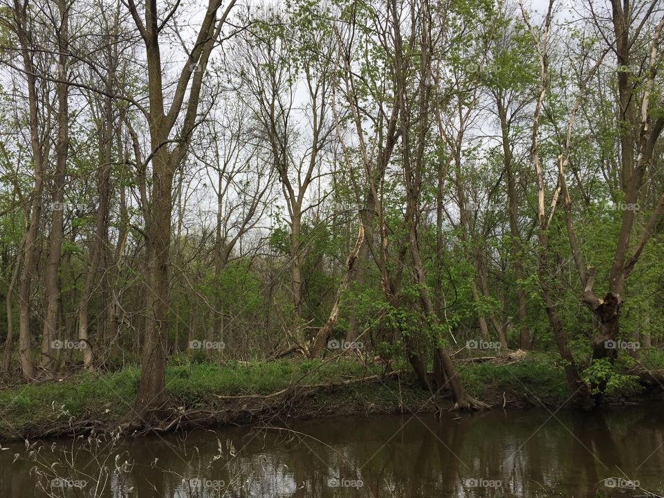 Woods along Allens Creek