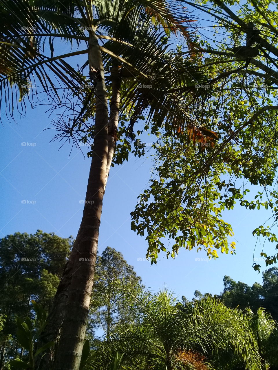 Céu azul em Jundiaí, na Serra do Japi. Viva a natureza e sua beleza inspiradora.