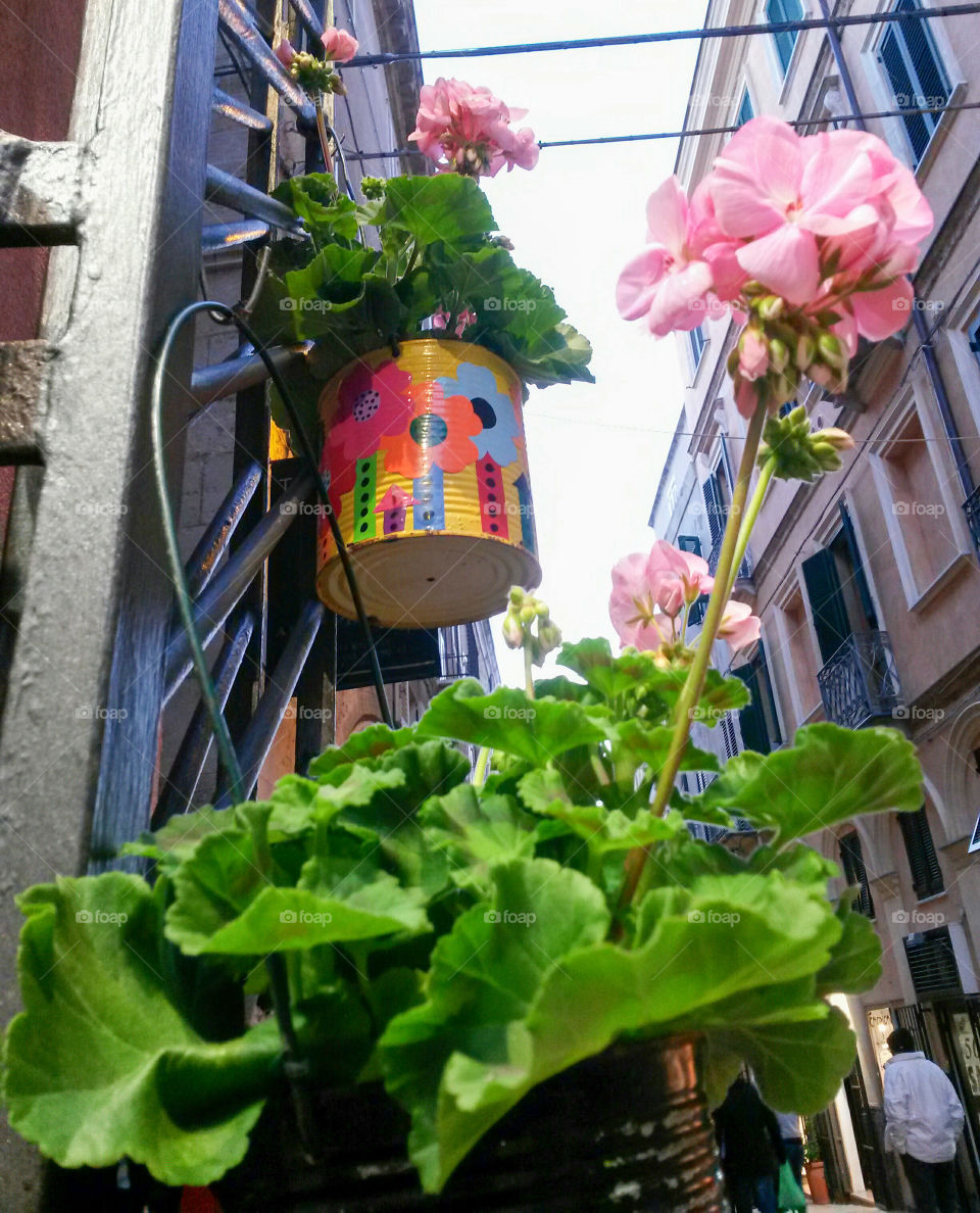 colored House pot With flower plant