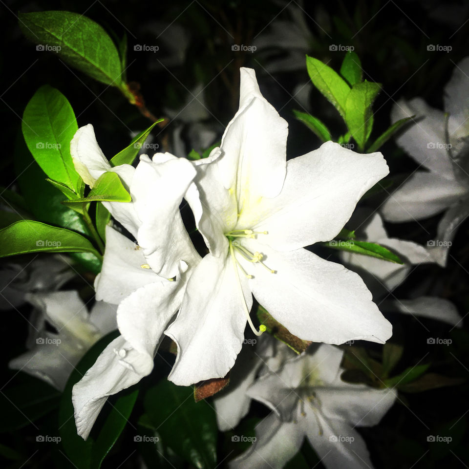 🇺🇸 Very beautiful azaleas from our garden, showing the genius of nature! / 🇧🇷 Azaleias muito bonitas do nosso jardim, mostrando a genialidade da natureza!