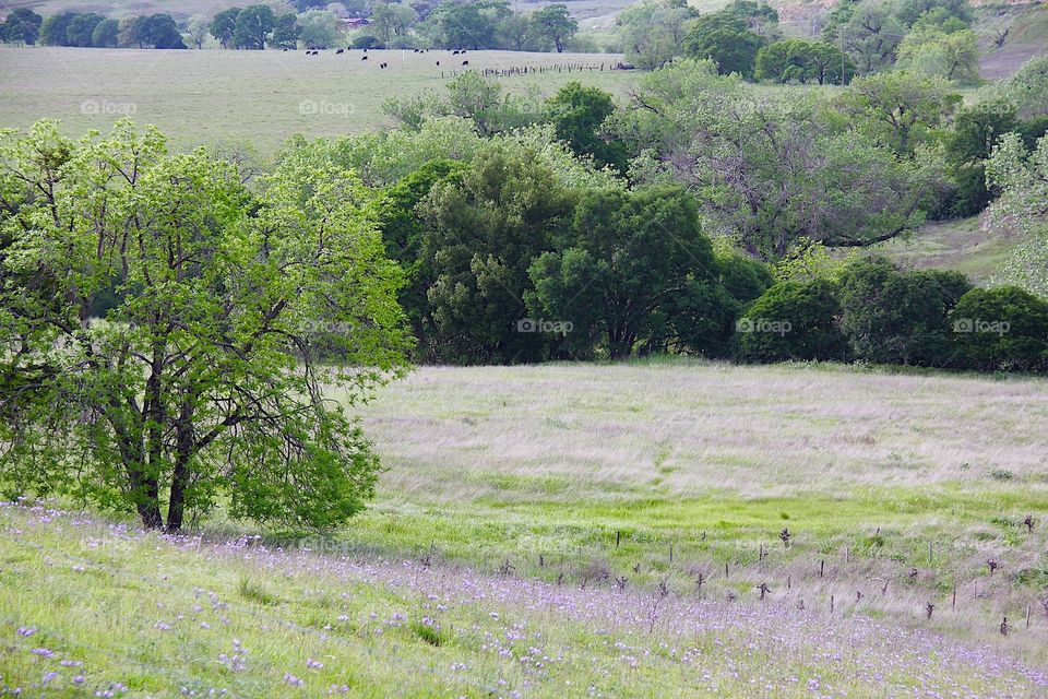 Landscape with flowers 