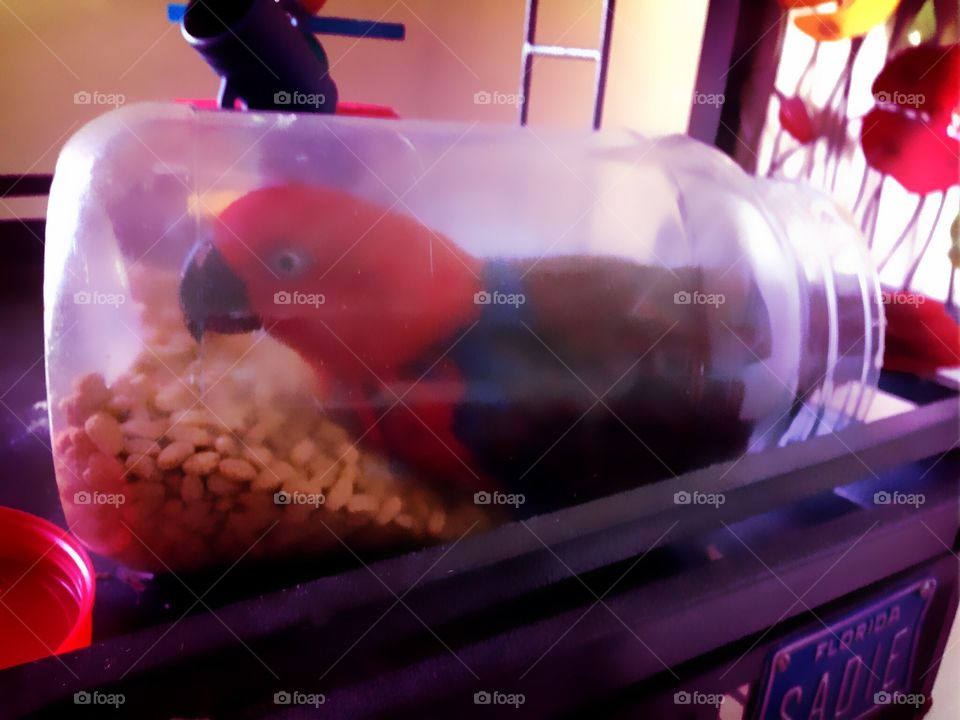 Red bird in a jar being mischievous 