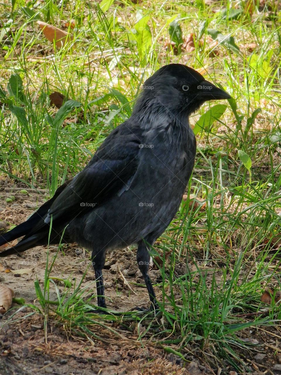 black bird