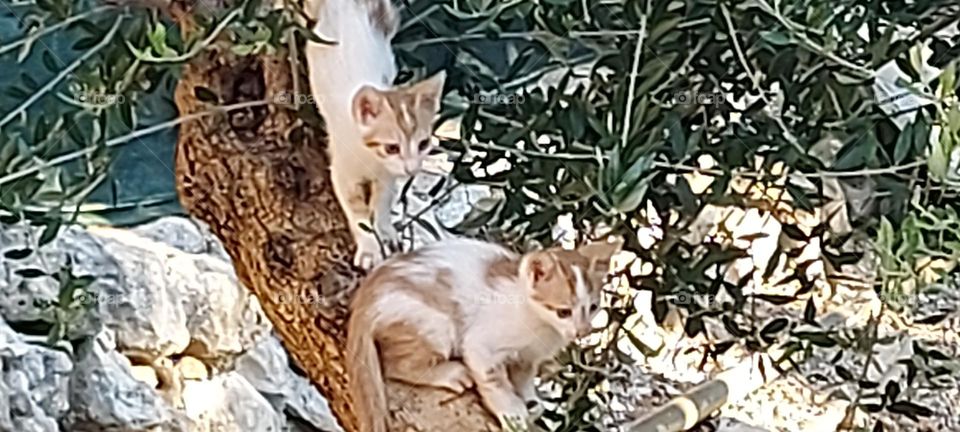 kittens climbing tree