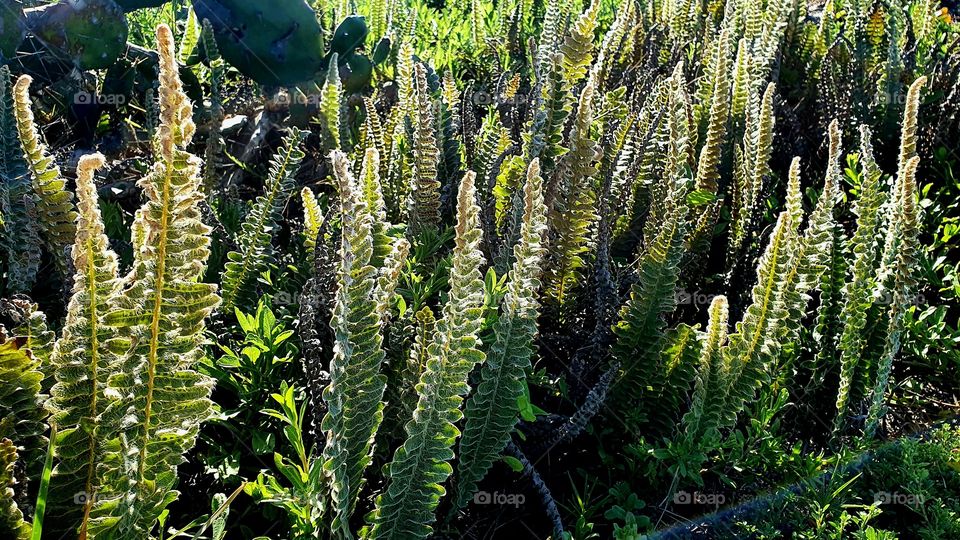 ferns