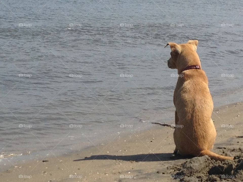 Dog on shore of Fiesta Island, San Diego, Ca. July, 2013
