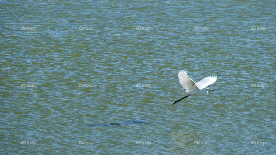 Bird in flight