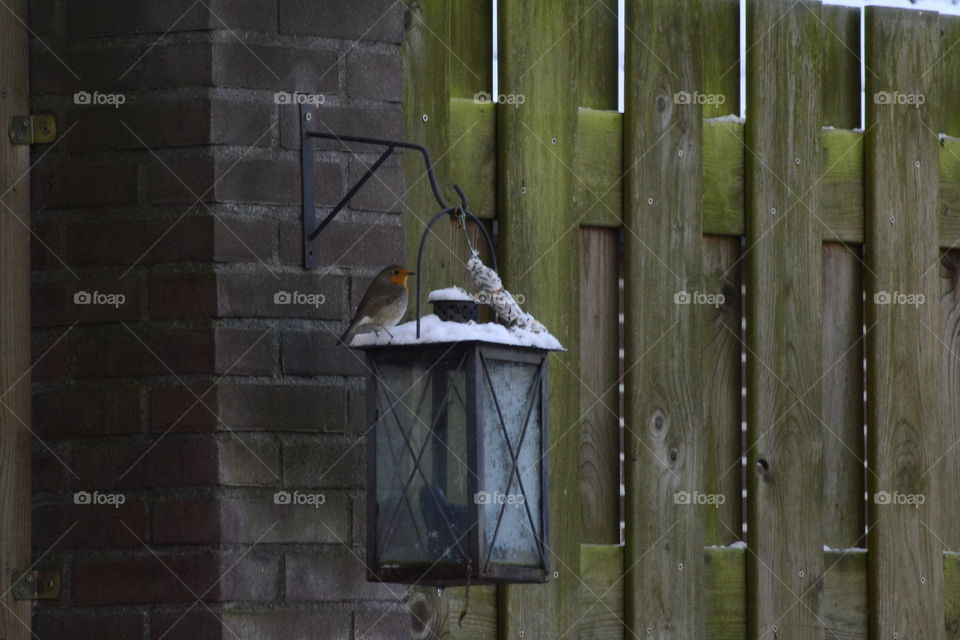 Litle Red Brested ird in garden.. The bird was looking for food.