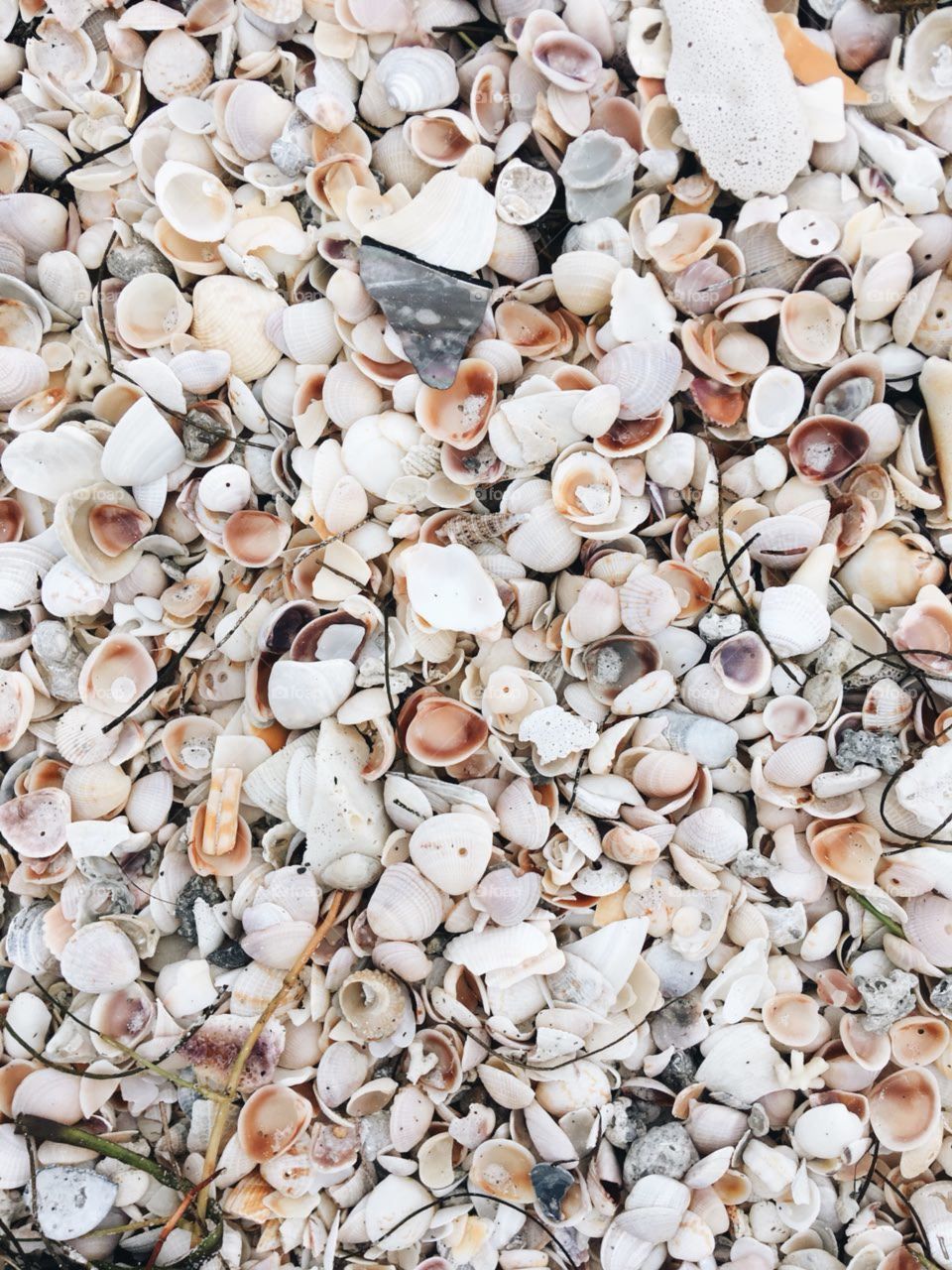 Seashells background and texture.