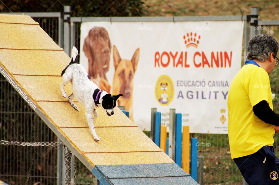 Concurso de agility