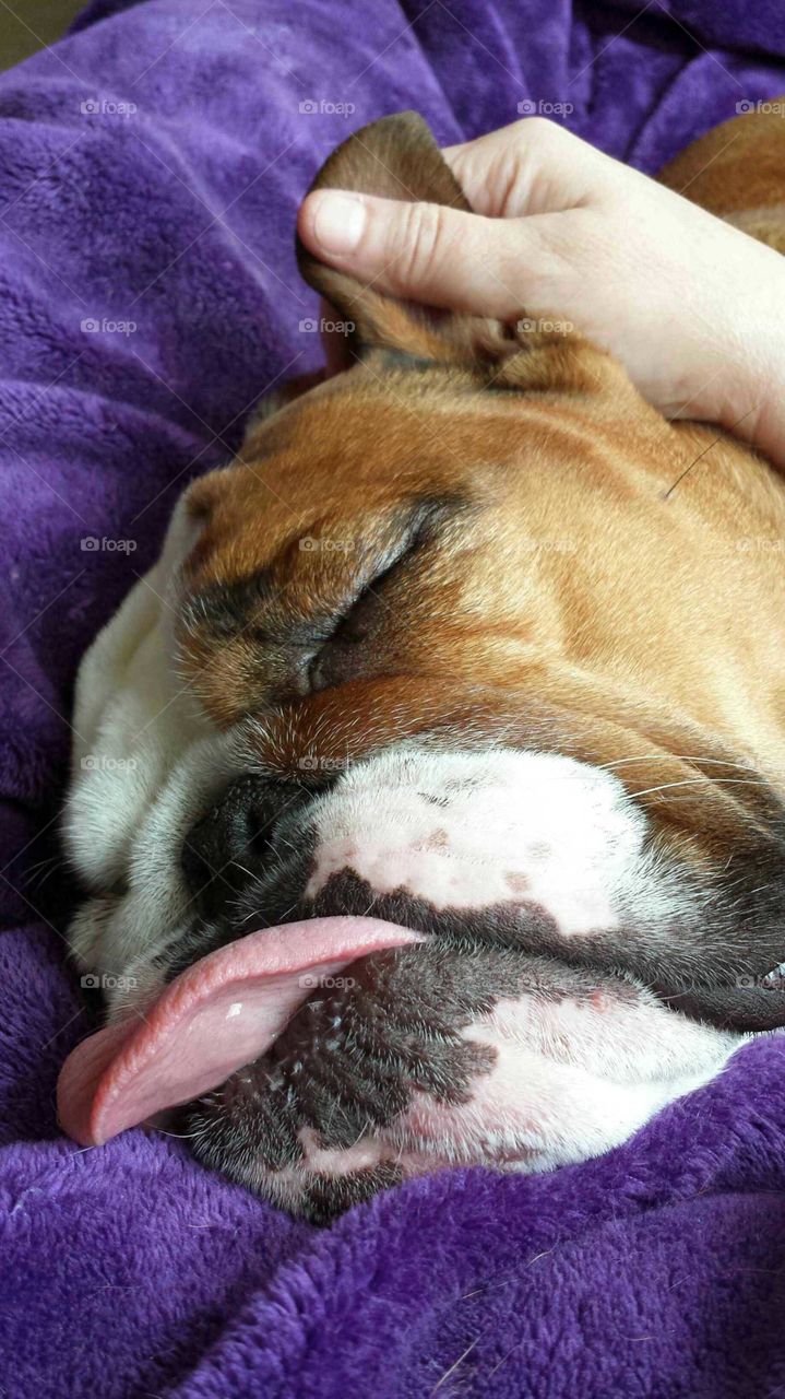 bulldog...need i say more?