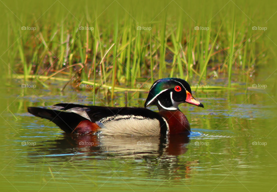 Wood Duck in the water