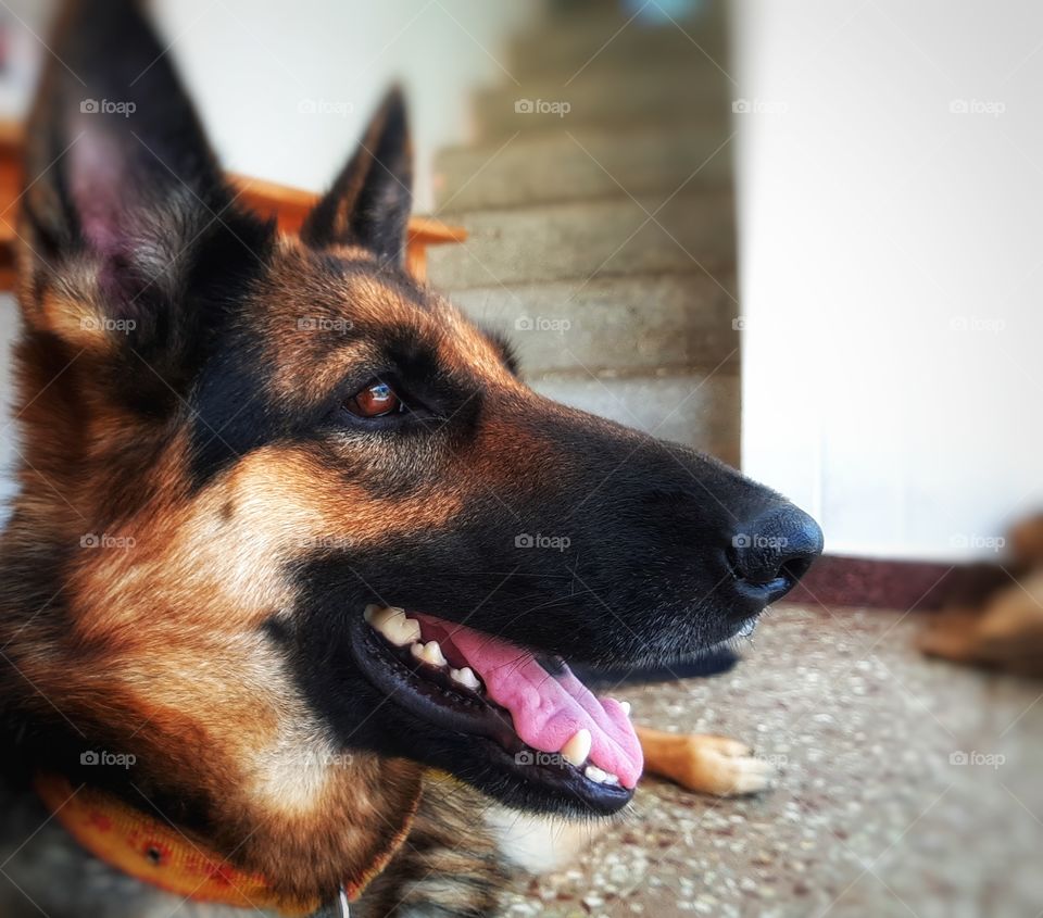 MY PET ROXY ( JERMENSHIPERD )