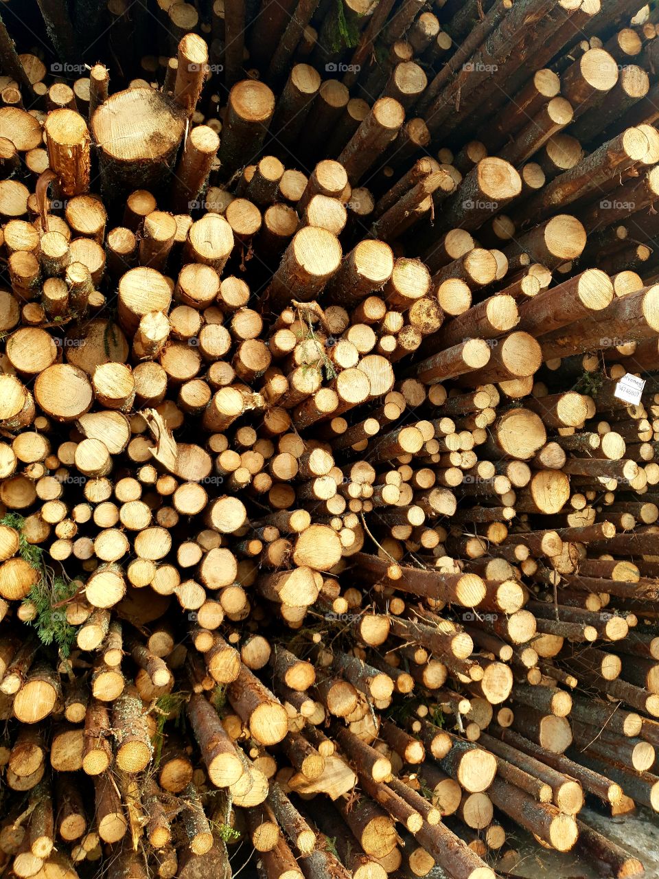 Pile of logs