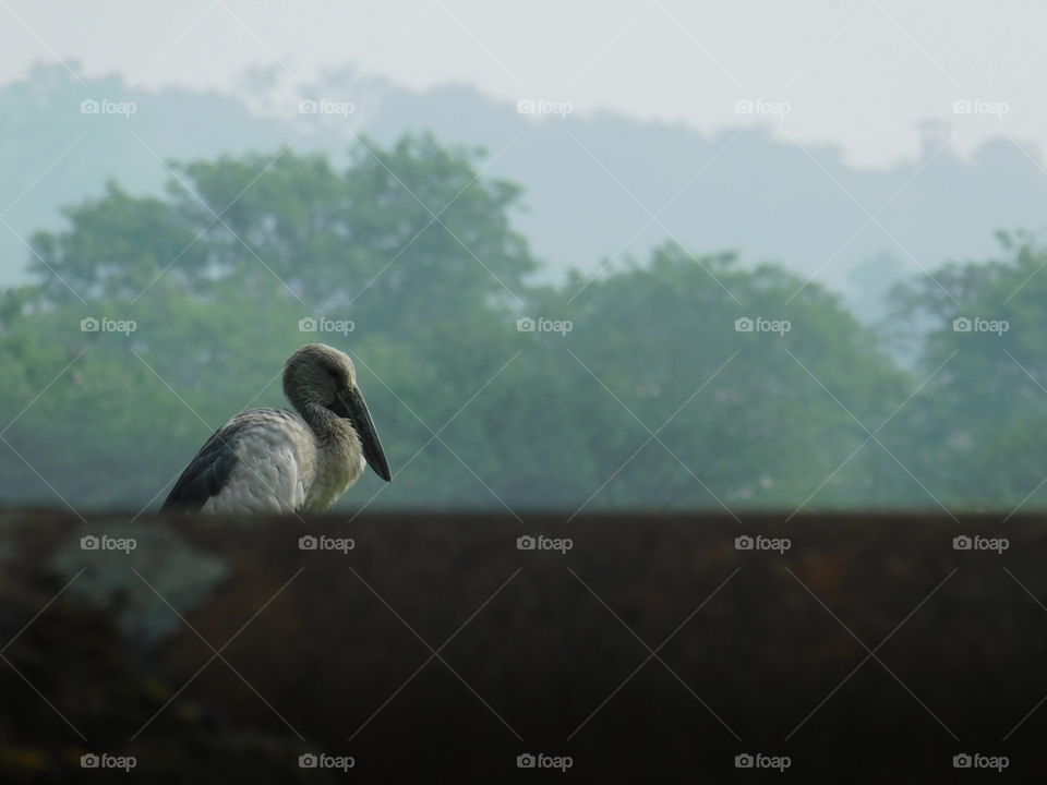Bird Photography-The Asian openbill or Asian openbill stork (Anastomus oscitans) is a large wading bird in the stork family Ciconiidae. This distinctive stork is found mainly in the Indian subcontinent and Southeast Asia.They have wetland habitat.