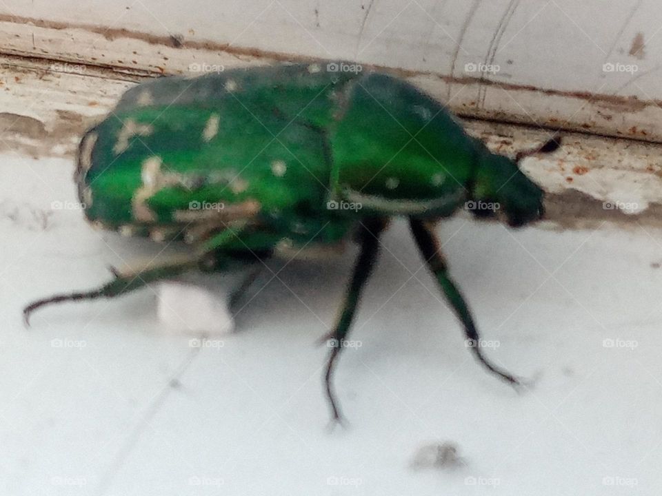 Beetle