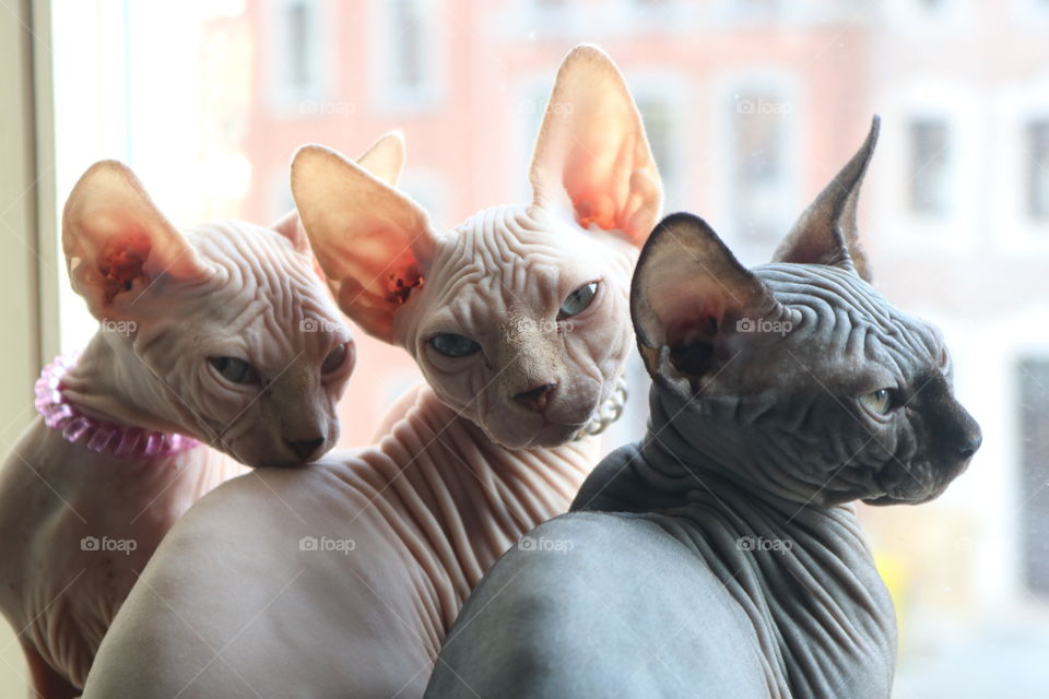 My 3 babies boys sphynx 2,5 months old