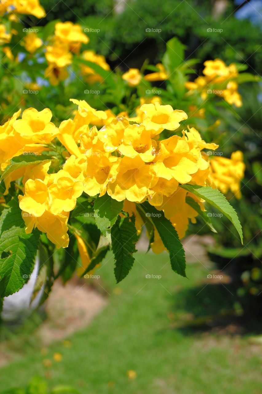 bunch of yellow flowers The background is fresh green leaves.