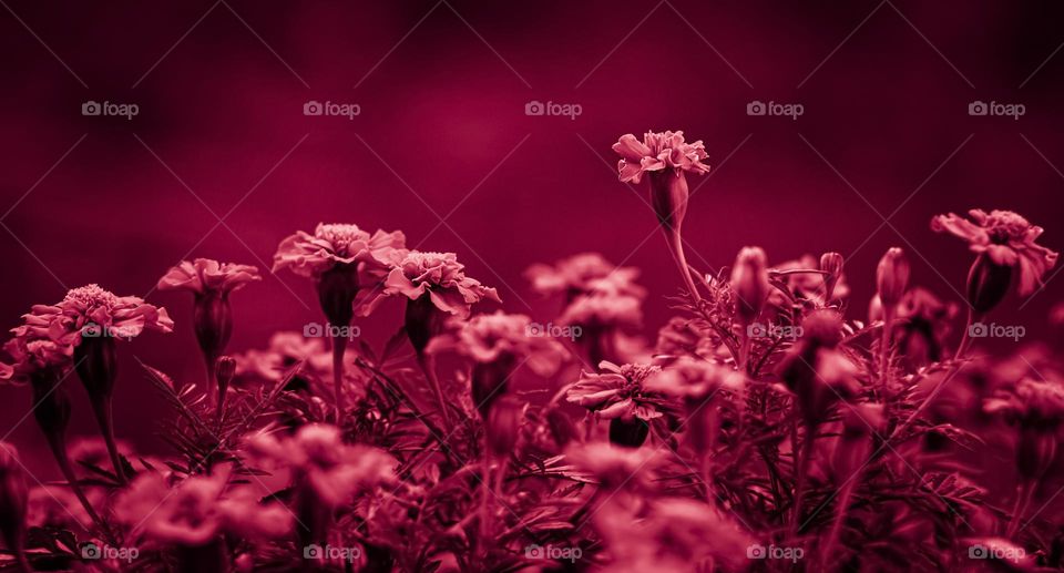 Viva Magenta flowers - Color of the Year 2023.