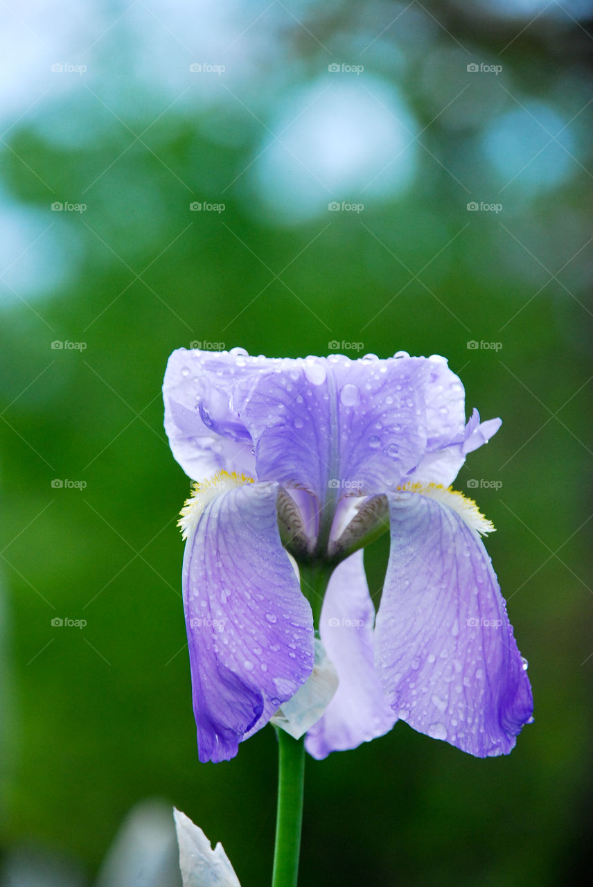 Water drop on purple flower