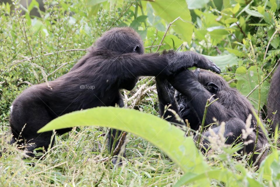 Monkey when you oppose your big brother