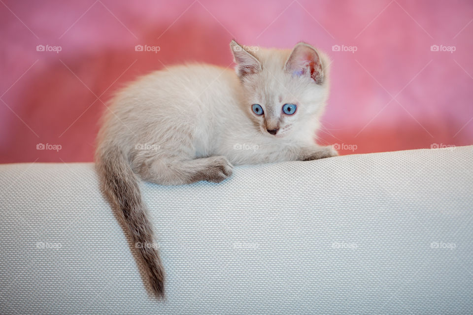 Little Tibet color-point kitten playing