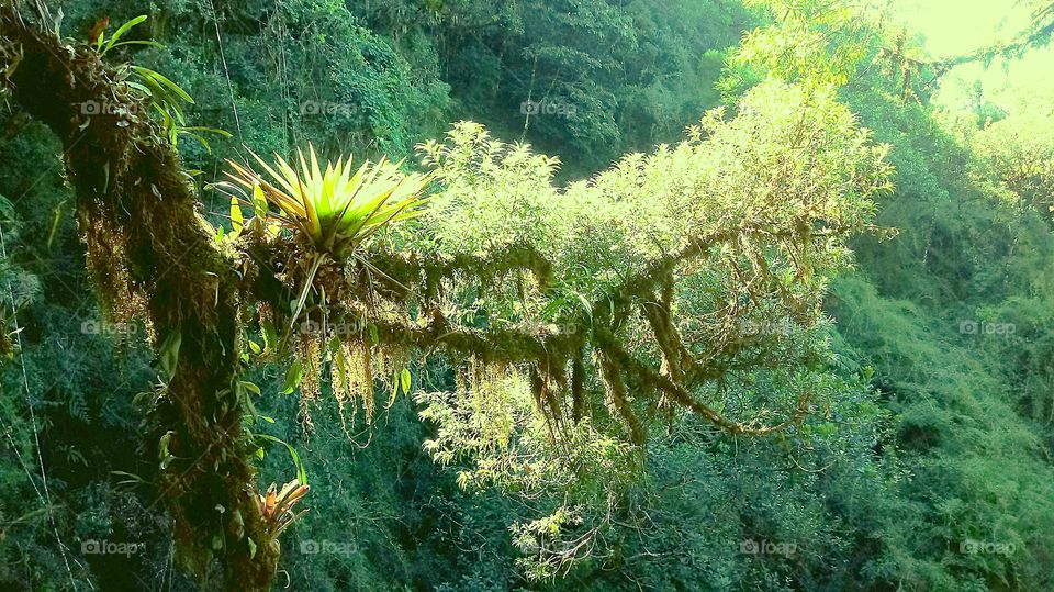 ÁRVORE NATUREZA FLORESTA