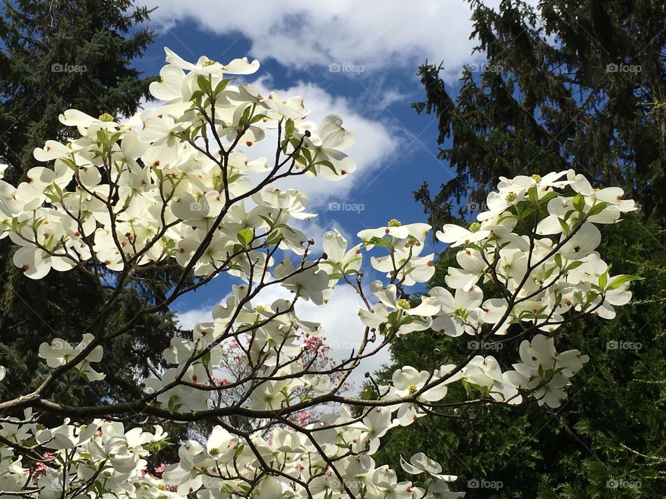White dogwood and clouds 