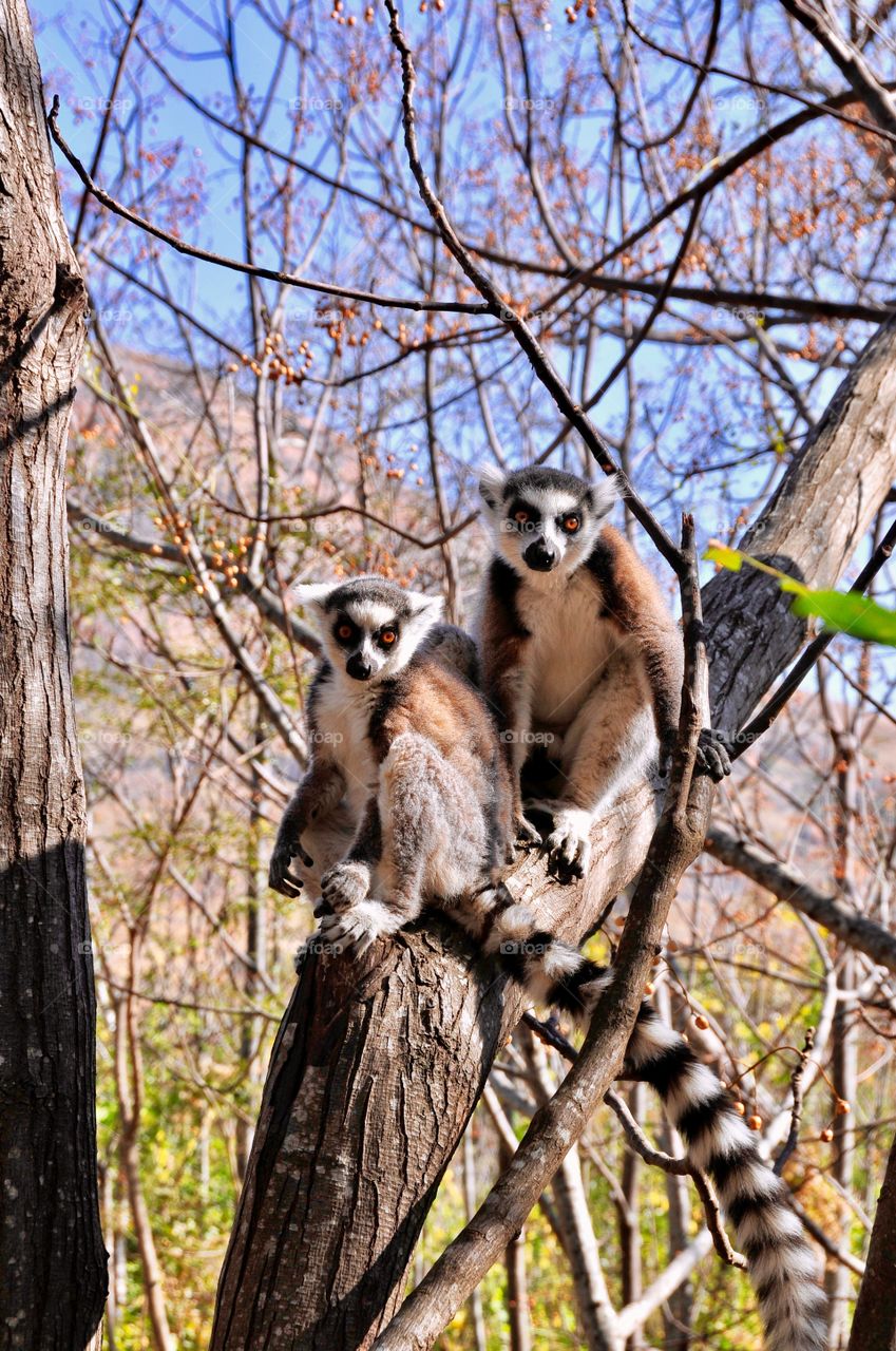 Lemurs