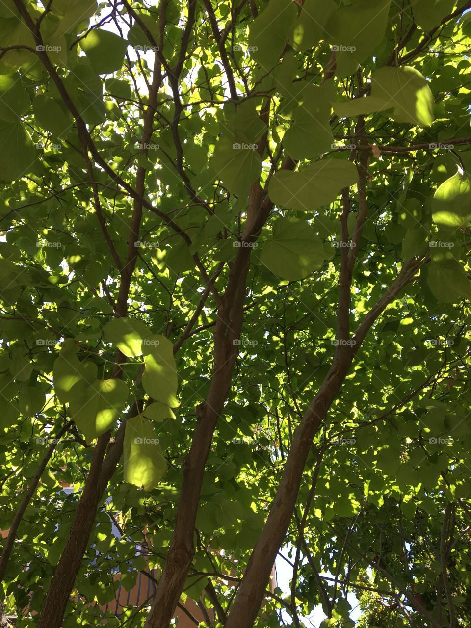 Leaf, Nature, Growth, No Person, Flora