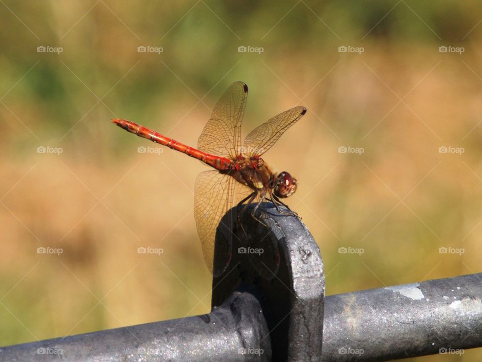 Giant dragonfly 