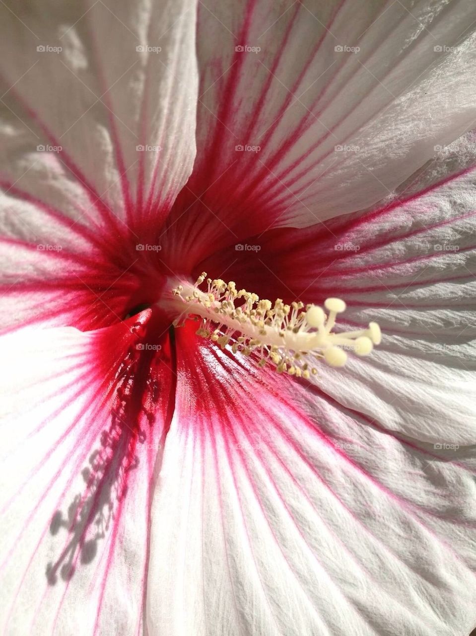 Hibiscus flower 