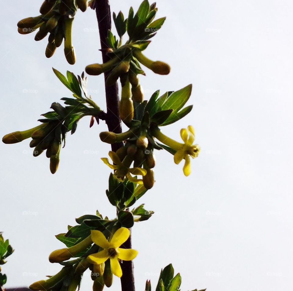 Black currant bloom