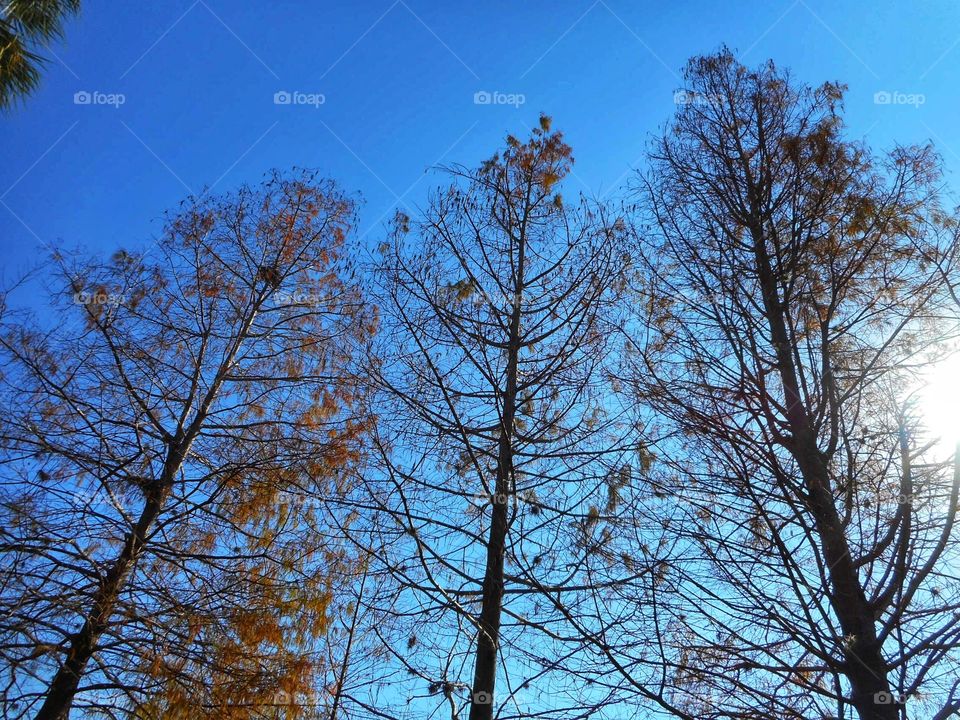 A view of three very tall trees against a blue sky growing in Central Florida. Photo is taken from below.