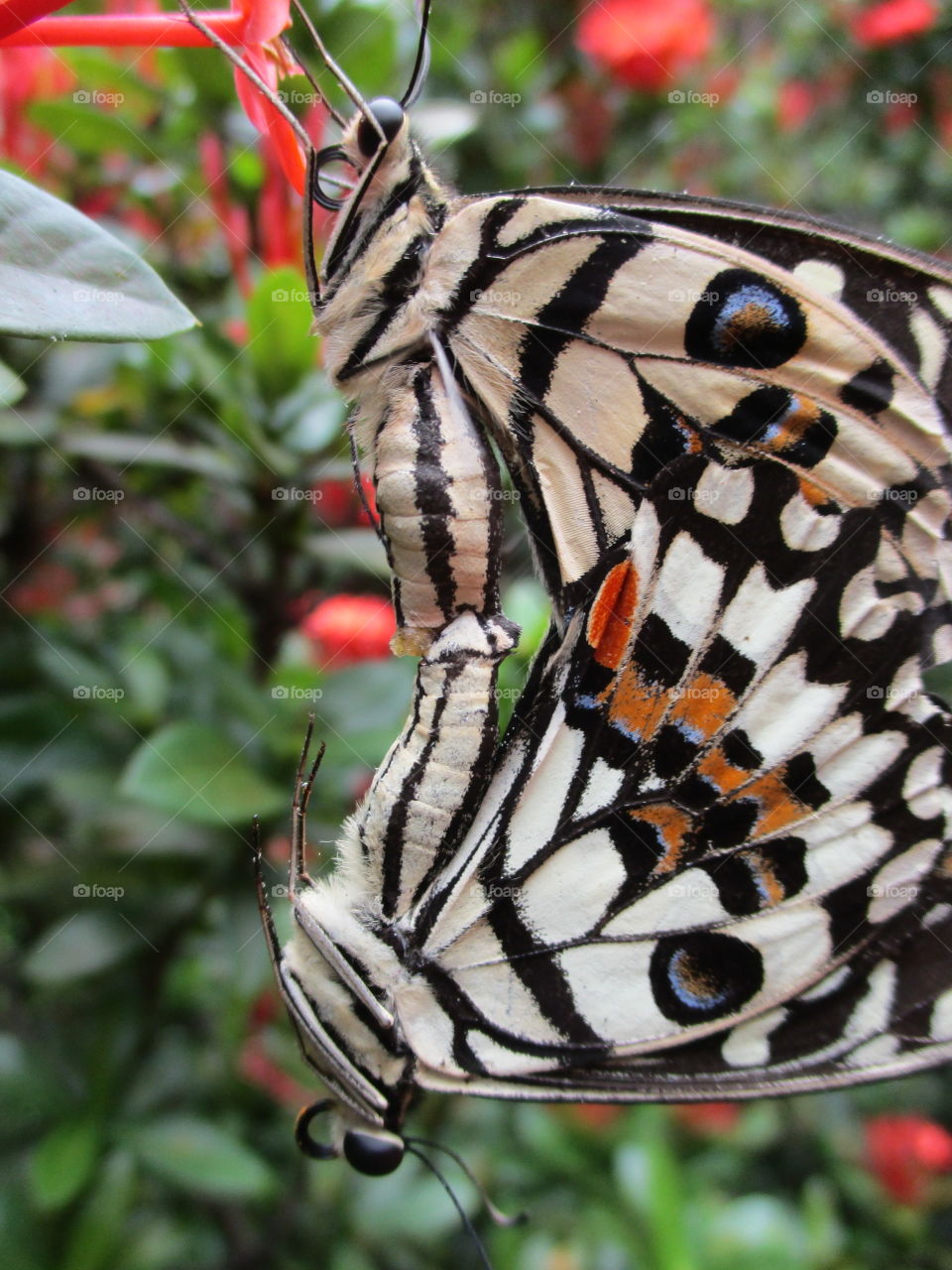 butterfly make love