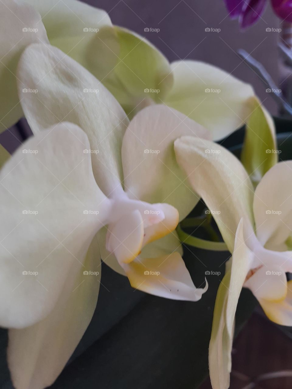 My orchids.