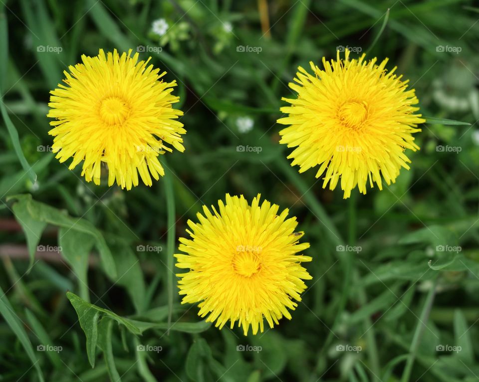 Dandelion flowers