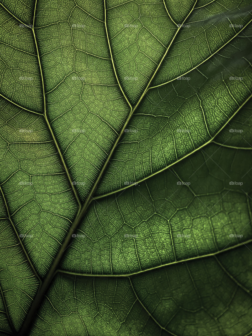 Ficus lyrata leaf structure as the background