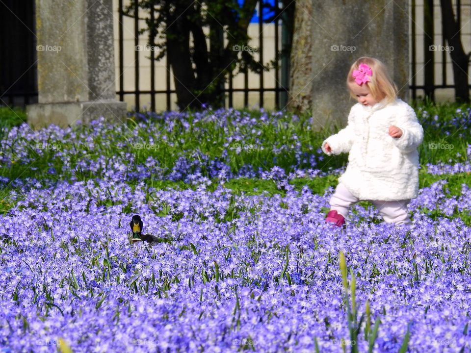 Little girl following a mallard in blue flowers
