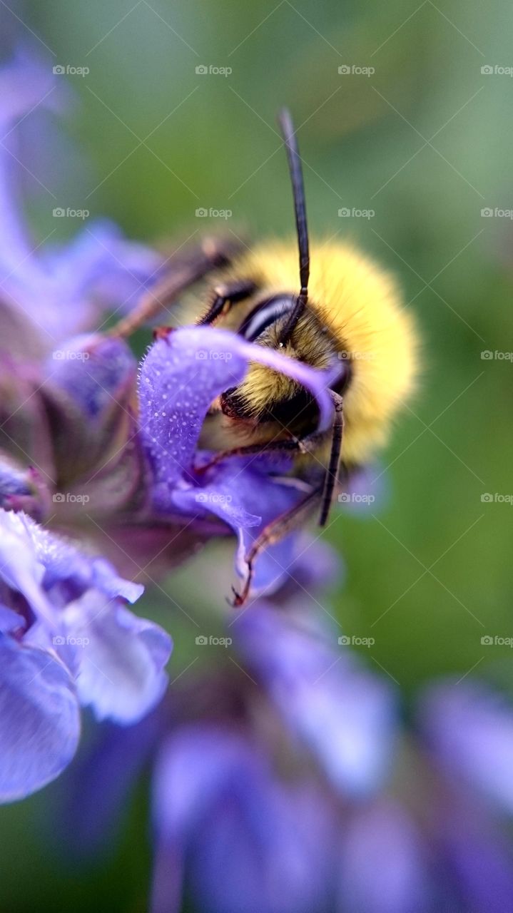 Close up on a bumblebee
