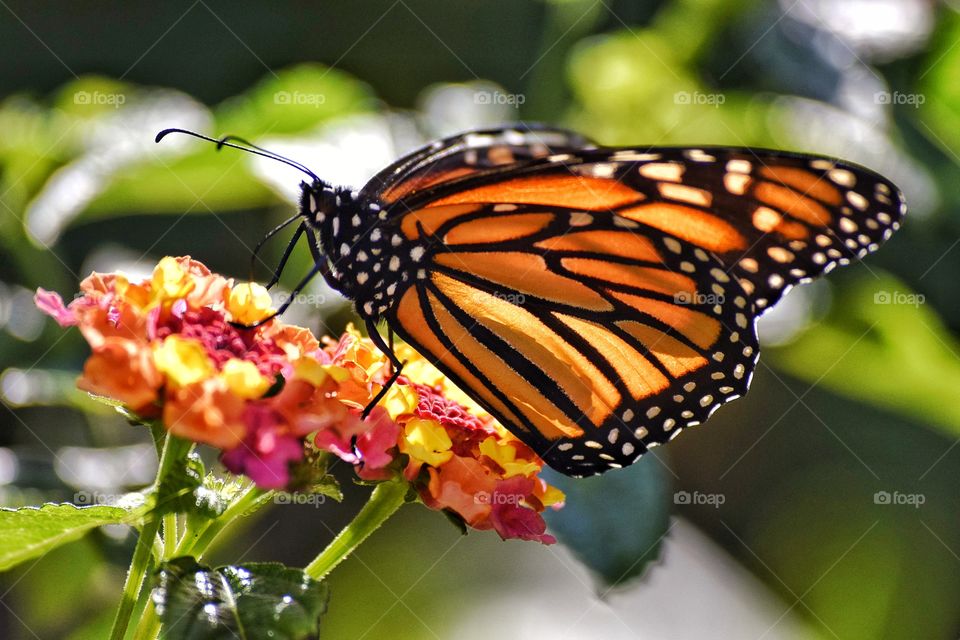 Butterfly on the flower