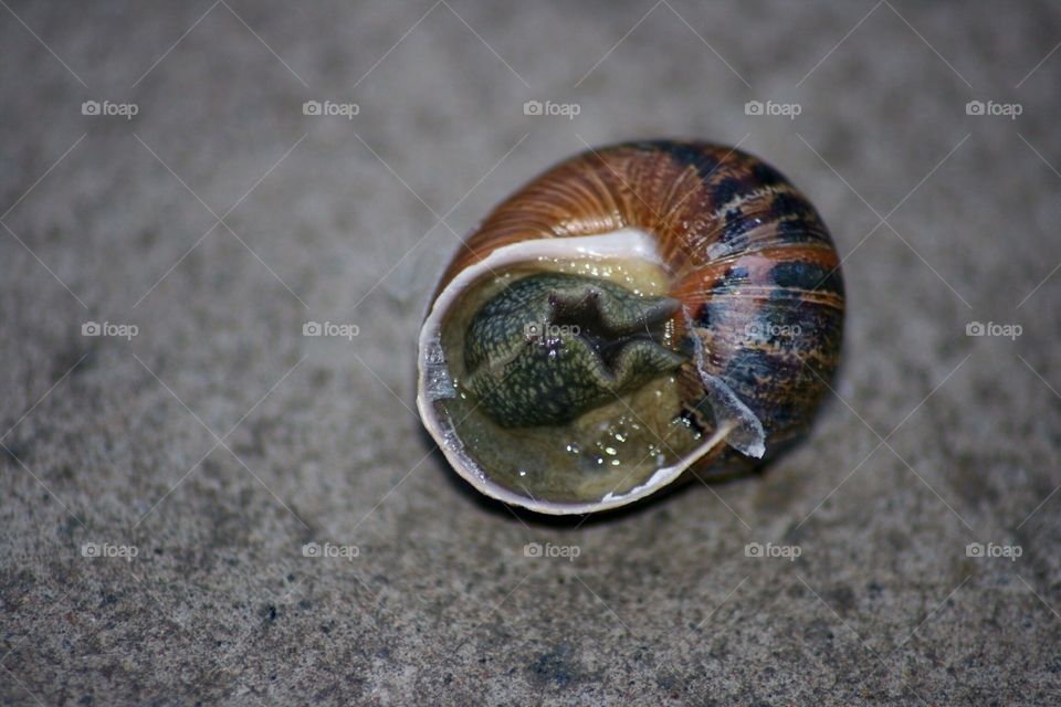 Upside Down Snail