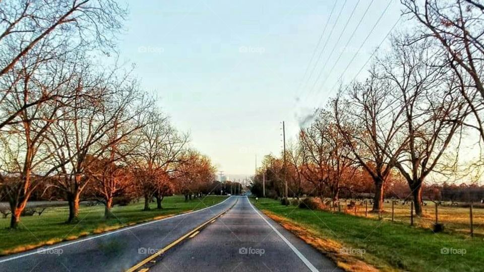 An evening drive through the peach orchard