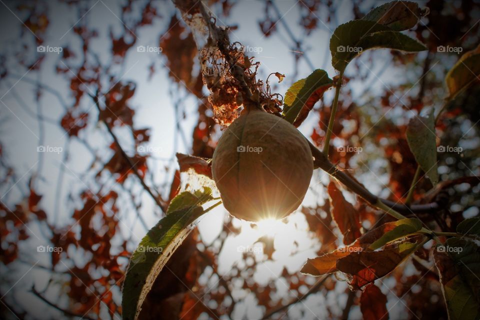 out on a nature hike taking in the sunrise as the sun rises over a tree seed.
