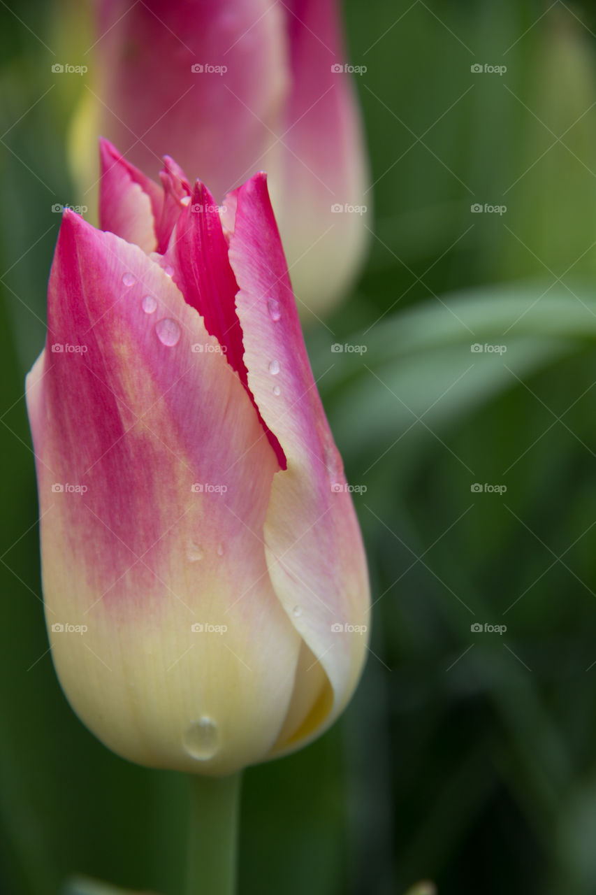Tulips and water droplets 