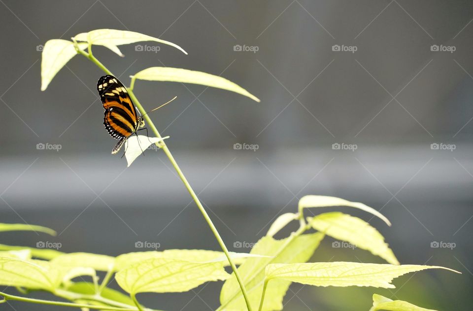 Butterfly In An Urban Garden
