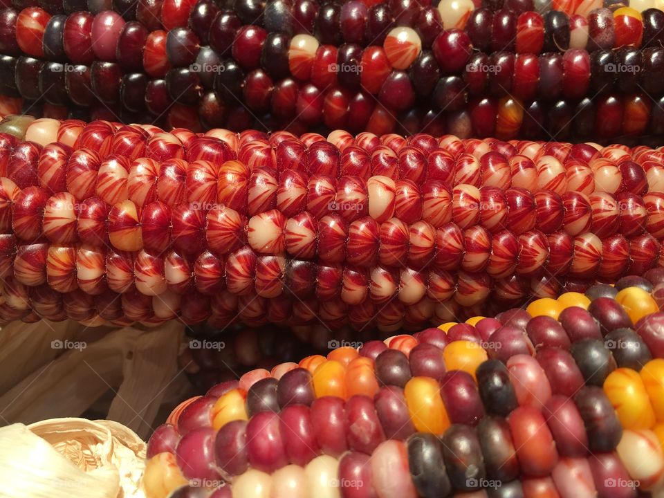Colorful Indian corn 