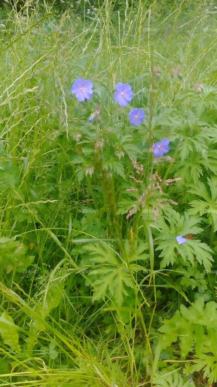 Mother nature. Nice blue flowers in grass.